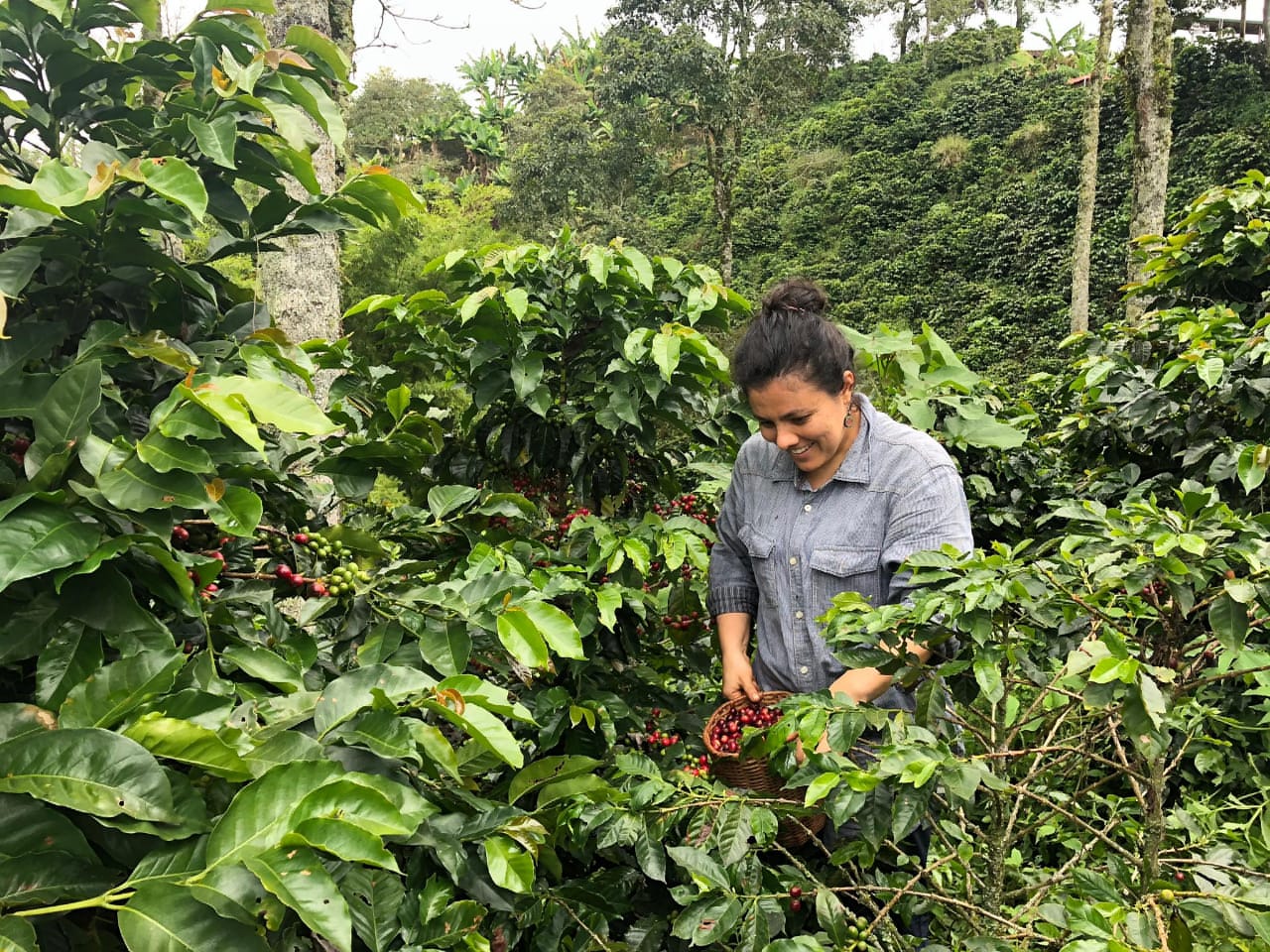 Tours y recorridos en Medellín y en finca cafetera Santa Bárbara Antioquia